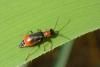 Cerapheles terminatus